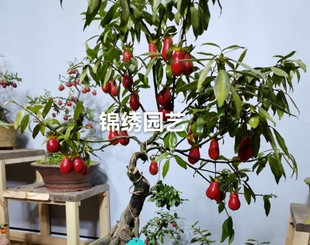 品种老桩盆养熟货绿植盆栽花卉 2月金弹子血钻血红葫芦造型盆景