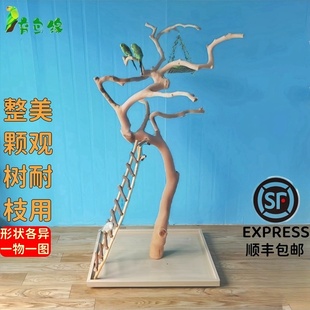 鹦鹉站架大型鹦鹉鸟站杆高端落地栖息架油茶木宠物训鸟架子鸟秋千