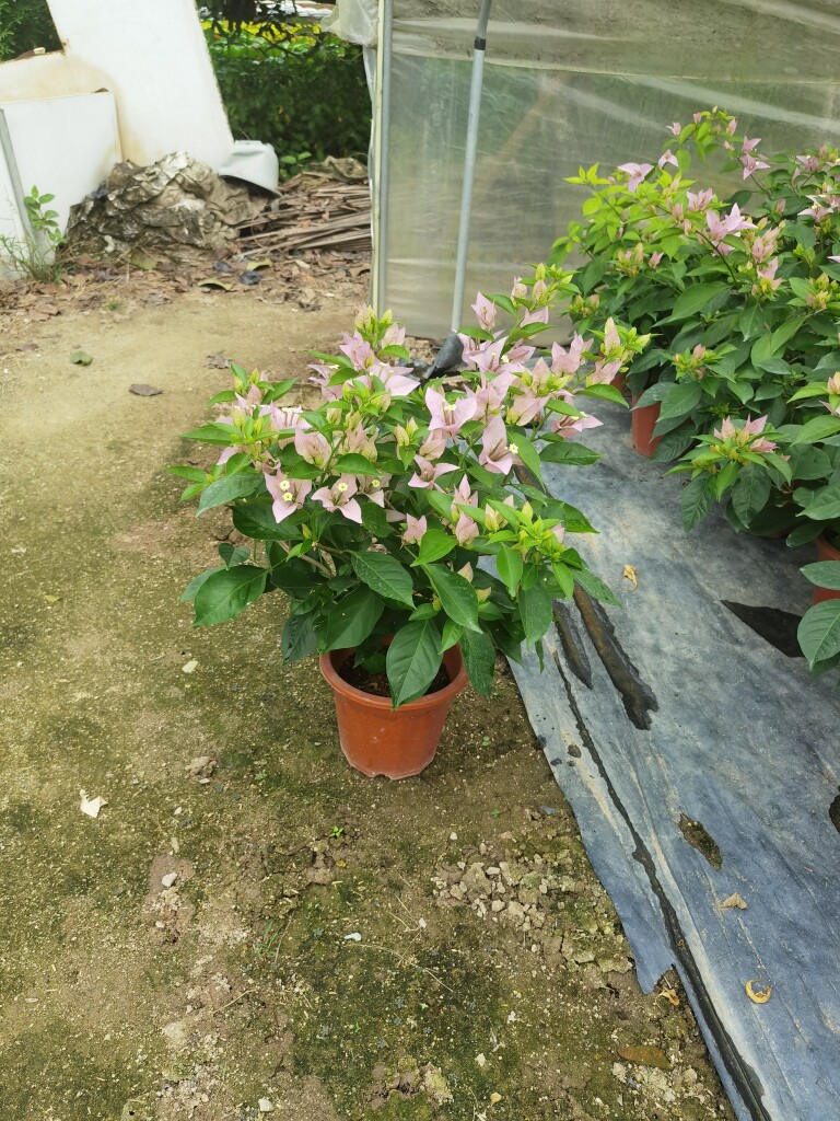 三角梅新加坡宫粉四季开花勤花庭院阳台爬藤垂吊飘枝花卉基地种植
