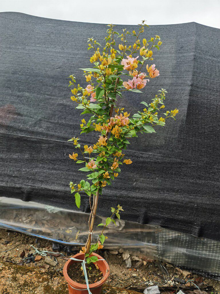 三角梅椰子冰金发女郎细高杆爬藤垂吊爬墙四季开花庭院园林花卉