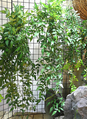 仿真藤条室内装饰婚纱植物墙