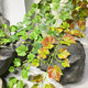 仿真植物葡萄叶藤条绿叶假花藤蔓树叶吊顶管道装 饰塑料花墙壁绿植