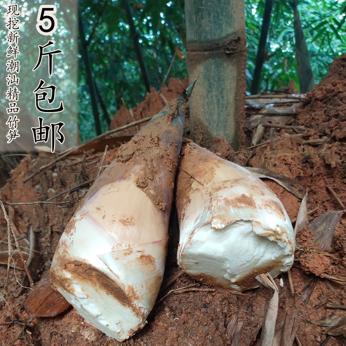 潮汕新鲜现挖当季蔬菜埔田红土新鲜嫩竹笋农家春夏福建带壳嫩竹笋