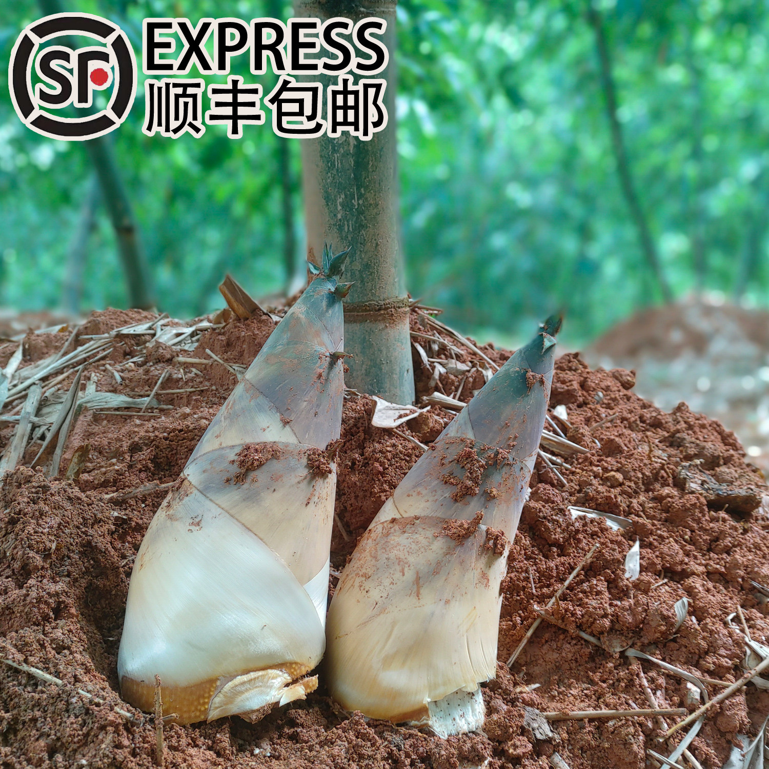 顺丰包邮广东潮汕揭阳现挖当季新鲜埔田竹笋带壳春笋新鲜时令蔬菜