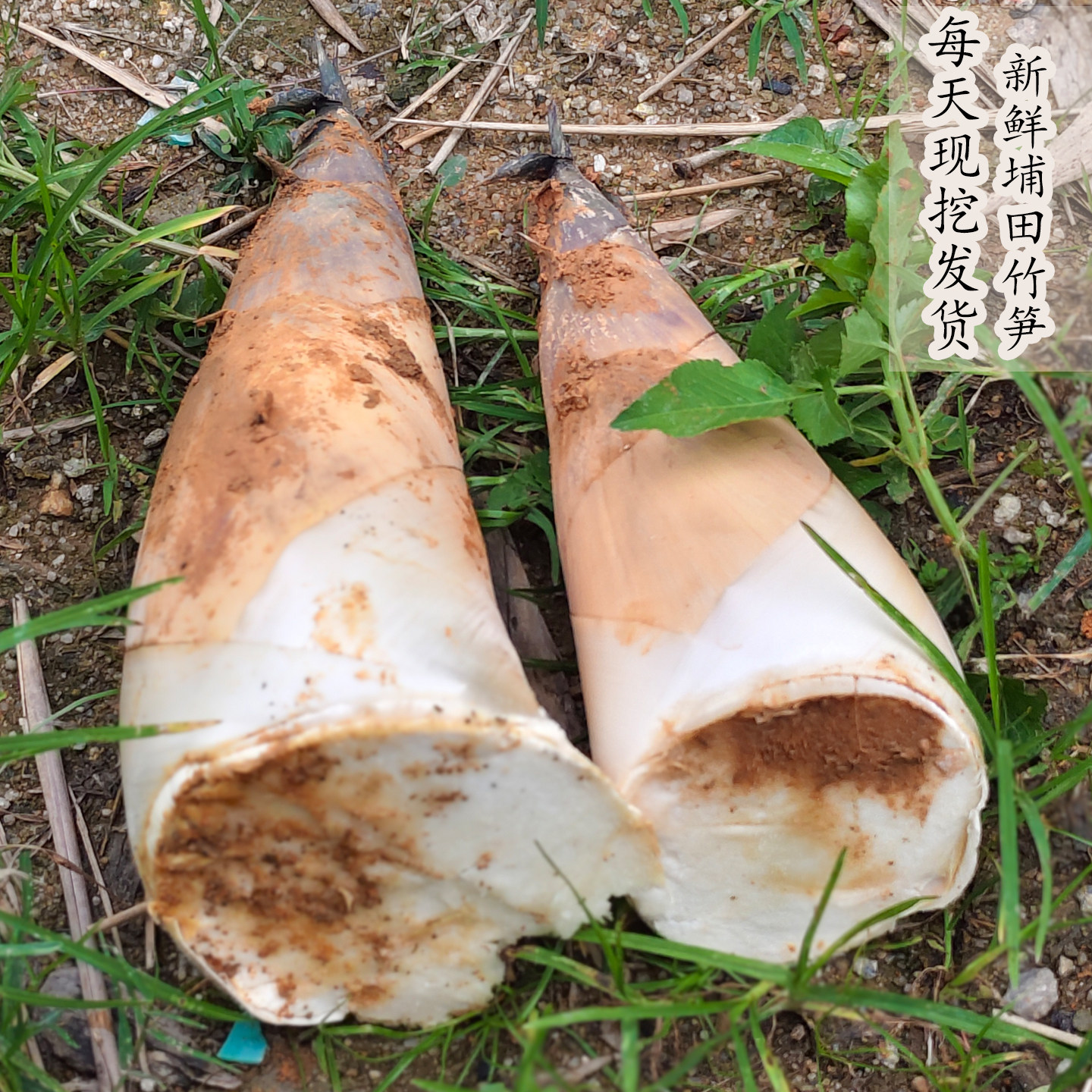 正宗潮汕揭阳现挖埔田红土竹笋