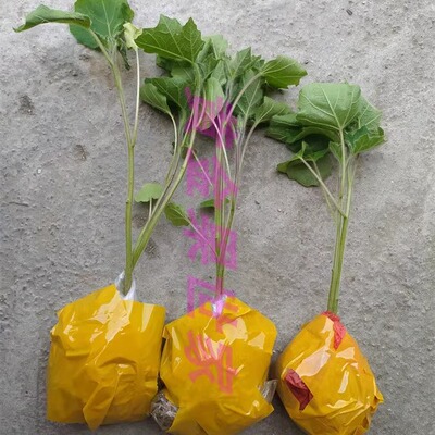 黄金果小苗产地直销易成活易结果