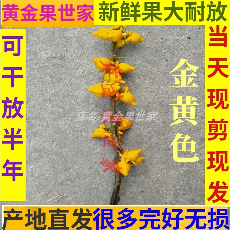 五福果五代同堂鲜花切枝成熟金黄色新鲜五奶果新居入伙国庆节