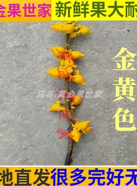 五福果五代同堂鲜花切枝成熟金黄色新鲜五奶果新居入伙国庆节