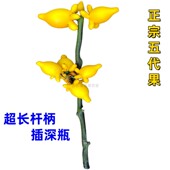 精品福禄果鲜花长柄插深瓶吉祥果五代黄金果成熟金黄祝福春节鲜切
