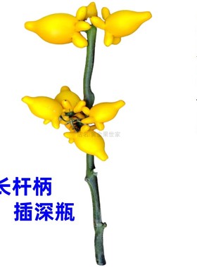 精品福禄果鲜花长柄插深瓶吉祥果五代黄金果成熟金黄祝福春节鲜切