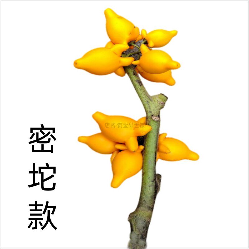 密果密坨高观赏性黄金果鲜花材