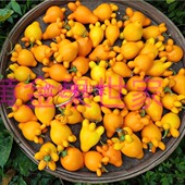 新鲜五代果同堂果带蒂绑挂花艺五指茄观赏金黄代代果有柄多角真果