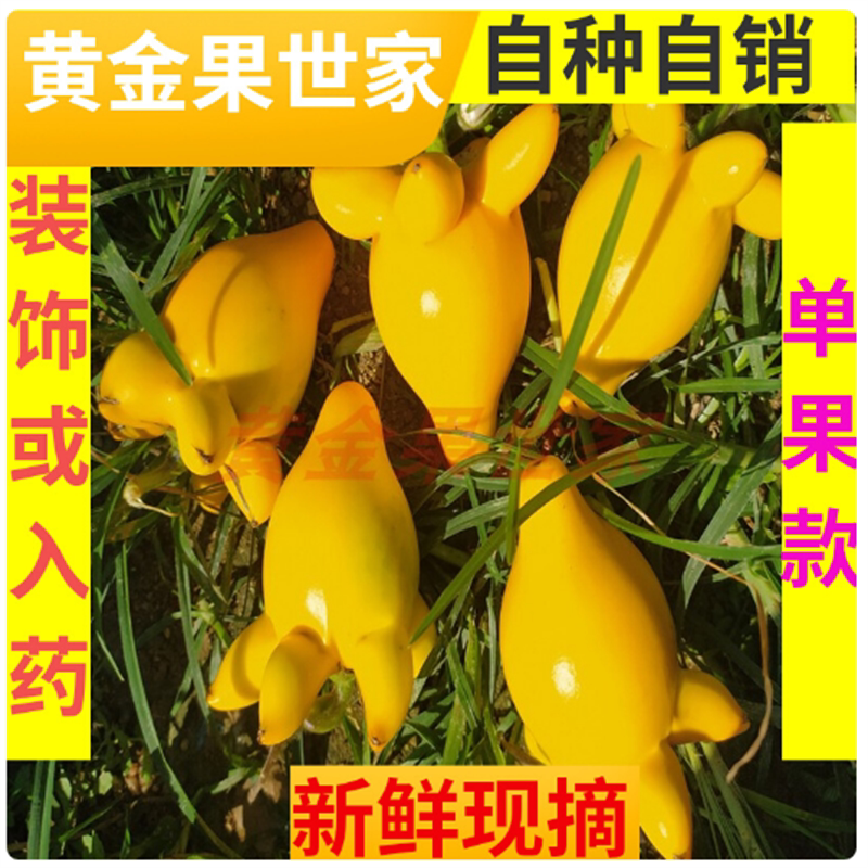 五指茄药用乳茄新鲜散果装饰现摘现发心脏果另询医代代果单个做药