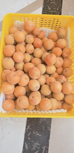 【顺丰4斤】正宗新疆阿克苏小红杏吊干杏子新鲜水果四团小红杏