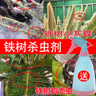 苏铁树杀虫剂小灰蝶蚜虫腻虫介蚧壳虫吃叶子的虫专用打虫农药介壳