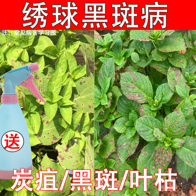 绣球黑斑病炭疽病杀菌药