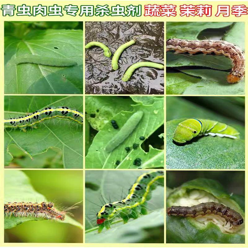 蔬菜果树花卉杀虫剂家用除青虫毛虫肉虫螨腈茚虫威月季叶蜂专用药