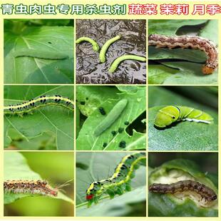 蔬菜果树花卉杀虫剂家用除青虫毛虫肉虫螨腈茚虫威月季叶蜂专用药