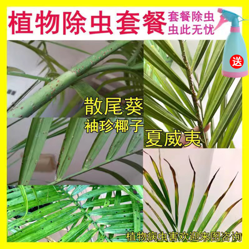 散尾葵夏威夷竹子凤尾竹富贵袖珍椰子专用杀虫剂去虫除灭虫打虫药