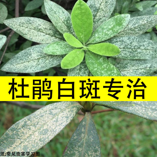 毛杜鹃网蝽军配虫除药白斑桂花映山红发黄发白桃苹果法梧方翅网蝽