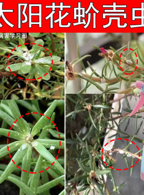 蚧壳虫专用药多肉太阳花幸福树柿子树金枝玉叶药家用介壳虫杀虫剂