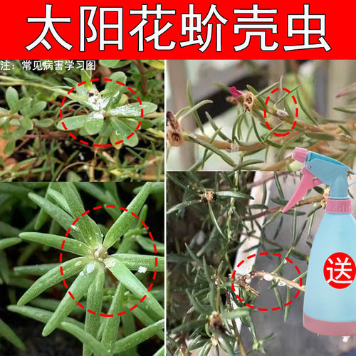 多肉太阳花蚧壳虫专用药