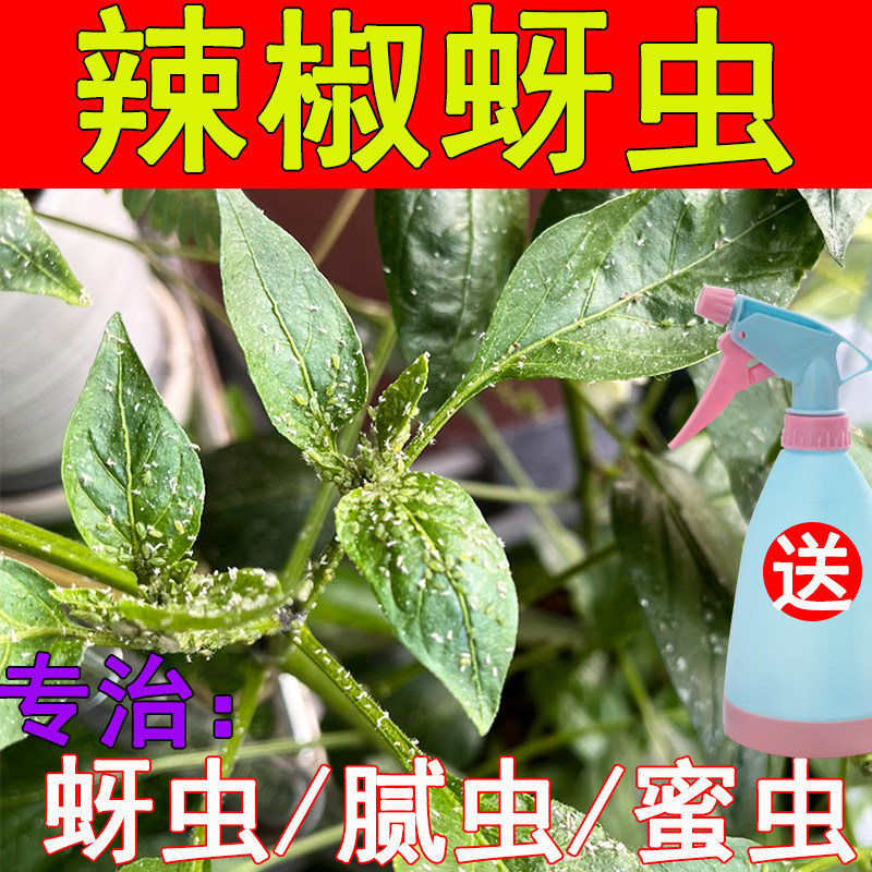 蔬菜辣椒茄子蚜虫专用药月结蓟马专治蜜虫腻虫家用小白药吡虫啉