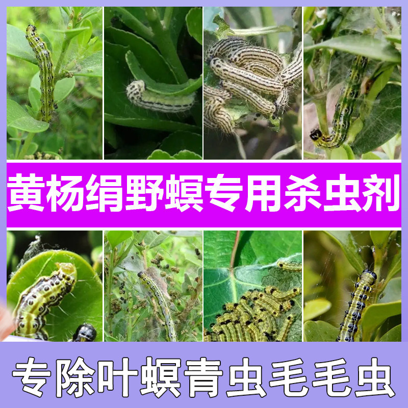 黄杨卷叶螟绢野螟杀虫套装