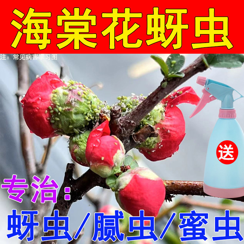 四季海棠花专用杀虫剂腻虫蚜虫芽虫蜜虫白虫蓟马盆景花卉家用花药
