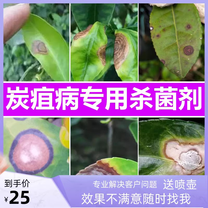 茶花叶斑病炭疽病专用杀菌药