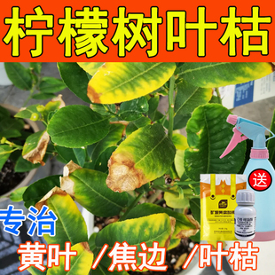 香水柠檬树焦尖叶枯防叶子发黄掉叶卷叶干枯改良土黑斑病害营养肥