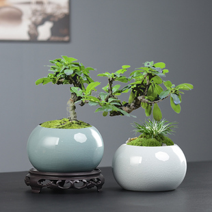 陶瓷绿植盆栽花盆创意客厅哥窑花瓶多肉容器家用文竹大小盆带托盘
