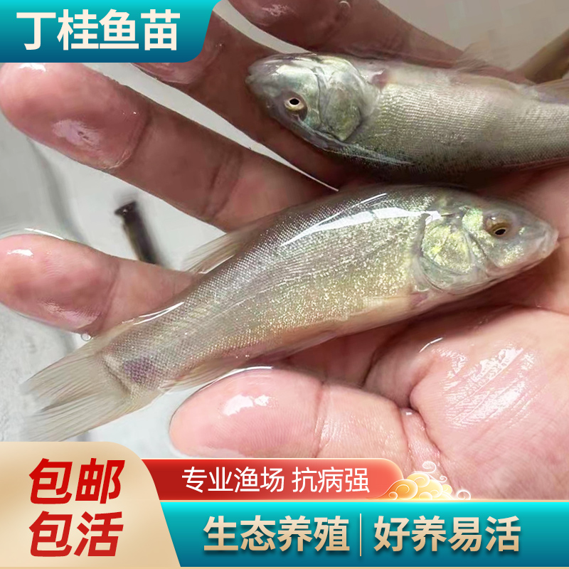 优质丁桂鱼苗其他淡水金鱥鱼丁穗丁贵鱼冷水鱼养殖