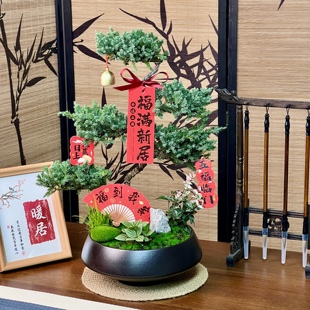 顺丰包邮五层塔松盆栽祝寿礼送长辈送老师青松绿植开业乔迁送领导