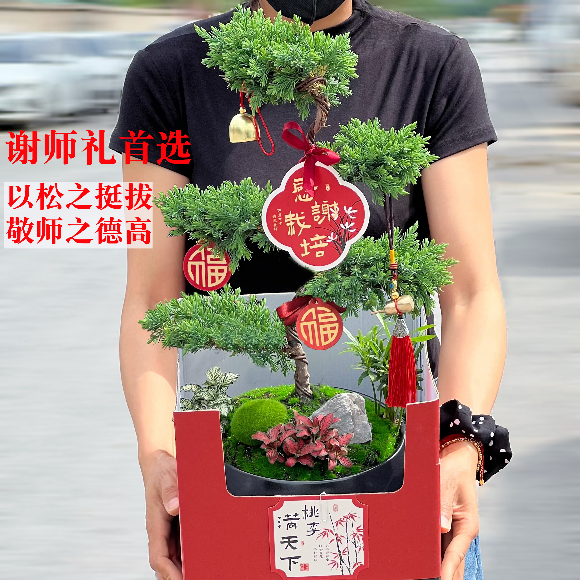 五层塔松高档盆栽送老师长辈
