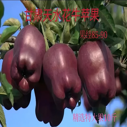 天水花牛苹果刮泥孕妇婴儿辅食