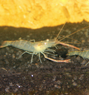 观赏虾带卵河虾青虾长臂虾大眼贼虾淡水活体可食用冷水免加温包邮