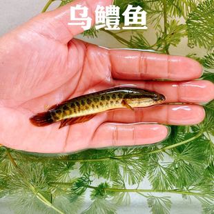 原生鱼野生纯种乌鳢黄化乌鳢黑鱼招财鱼凶猛肉食鱼冷水鱼淡水包邮