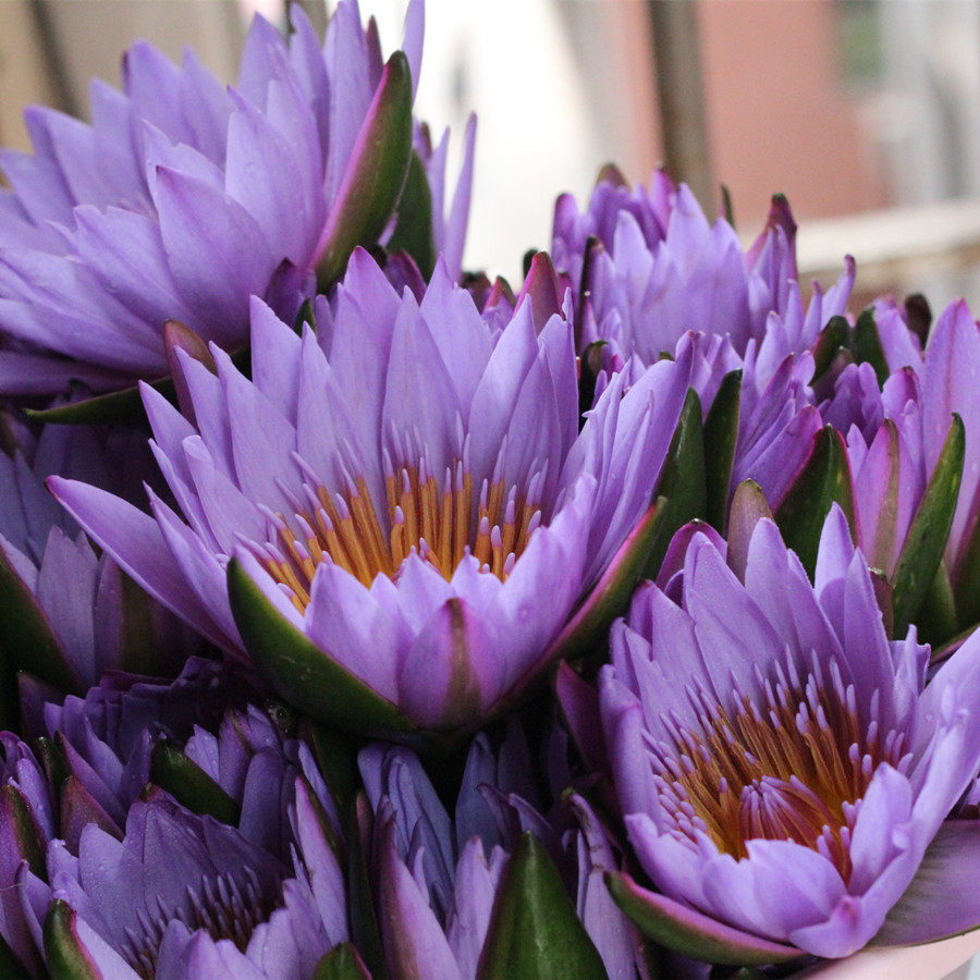 泰國藍蓮花純露 含天然神經酰胺250ml保濕奇葩2：1蒸餾 2瓶包郵在類目 美容護膚/美體/精油, 精油芳療, 純露/花水中 - 來自Buy2taobao.com提供專業的淘寶代購服務