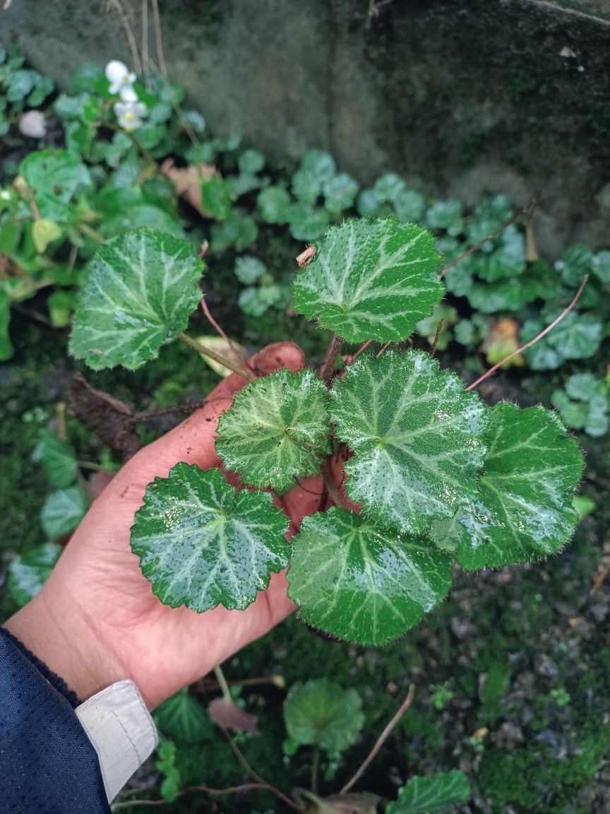虎耳草金丝荷叶盆栽植物耐阴庭院阳台荨麻疹中耳炎包活