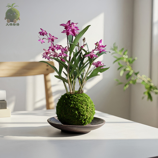 香水石斛苔藓球兰花粉紫花水培植物室内桌面苔玉阳台室内盆栽绿植