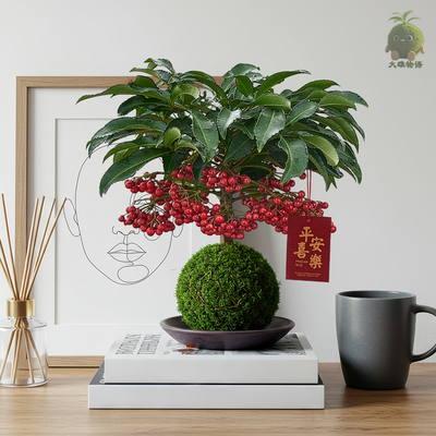 富贵籽苔藓球带红果年宵花盆栽