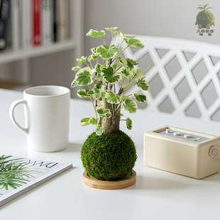 花叶钱多多苔藓球 招财福禄桐好养水培室内四季常青绿植植物盆栽