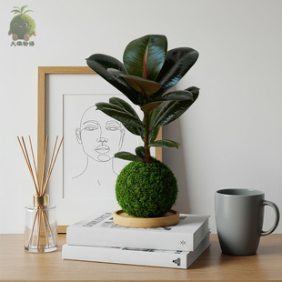 黑金刚绿植办公室桌面植物室内盆苔玉缓解疲劳盆栽 橡皮树苔藓球