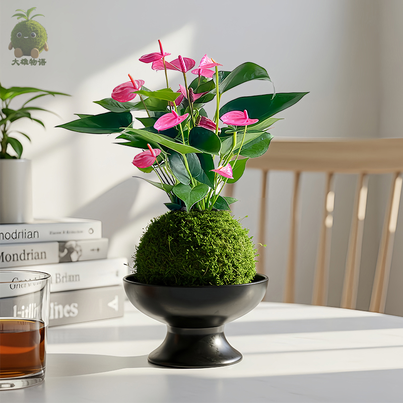 齐祖苔藓球粉花粉掌绿植