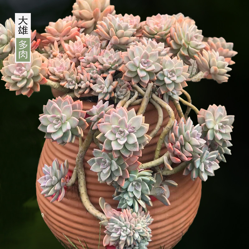 一物一拍 淡雪幽灵公主老桩悬崖桩瀑布多肉植物绿色阳台花卉绿植