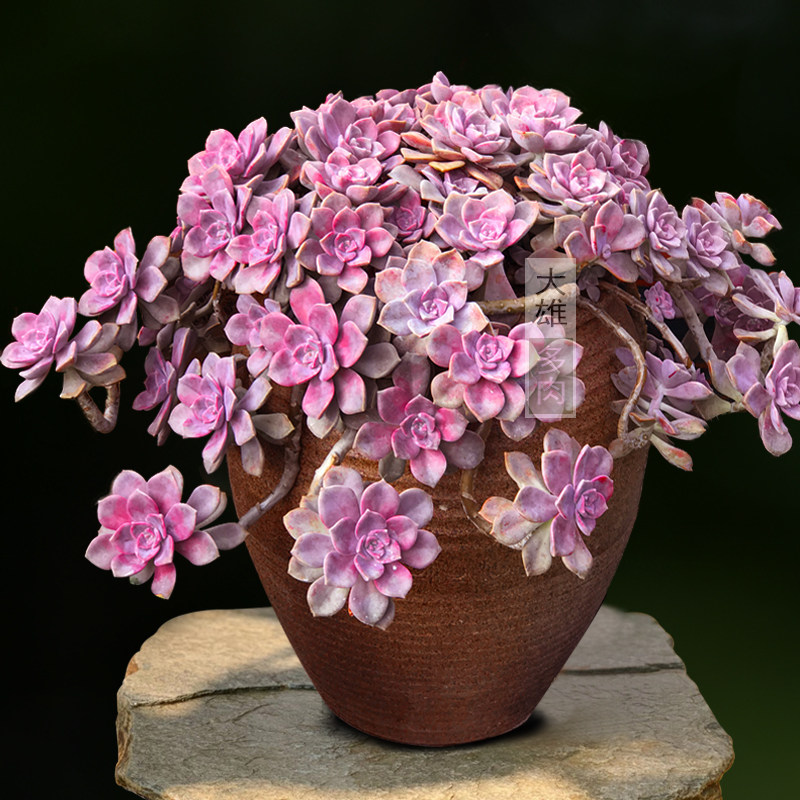 一物一拍 紫乐悬崖造型老桩多肉植物大颗大株好养肉肉花卉盆栽