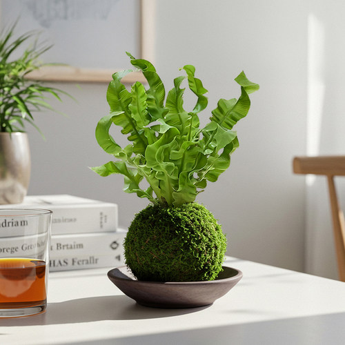 火焰鸟巢蕨苔藓球蕨类植物绿植