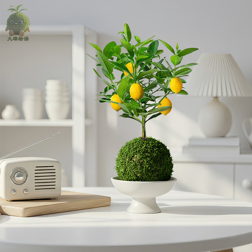 香水柠檬苔藓球清香盆景植物