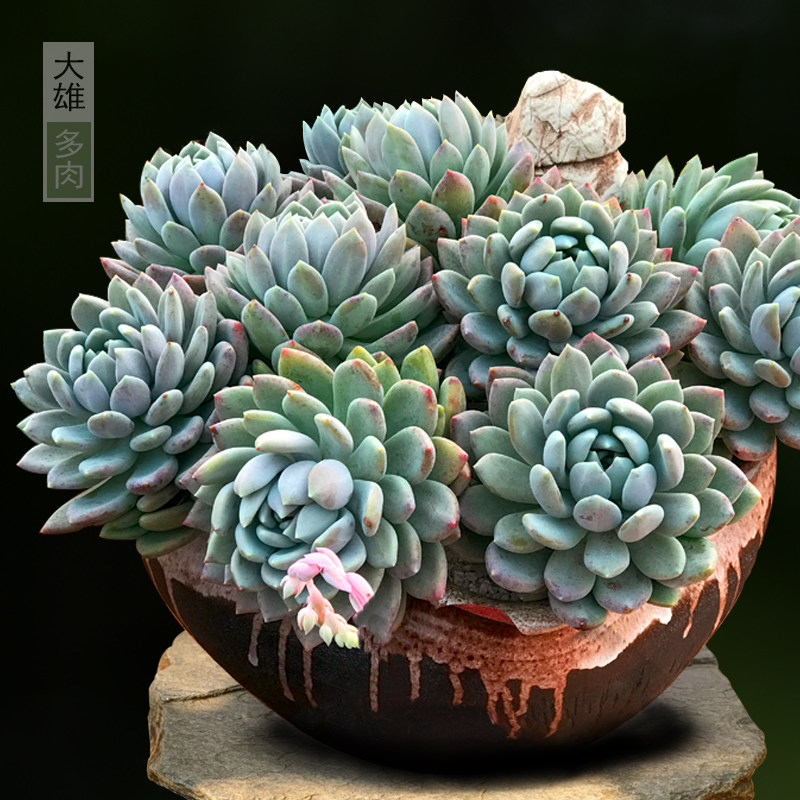 一物一拍 胖美人奶油公主多肉植物精品大颗巨型有桩庭院花卉盆栽